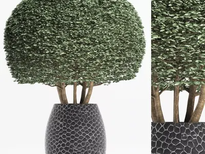 Plants Collection 150 Ligustrum Lucidum 3D model