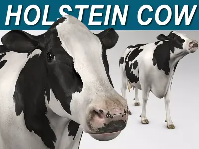 Cow Holstein 3D model