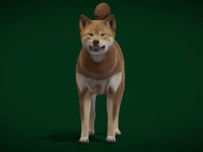 Shikoku Inu Dog Breed 3D model
