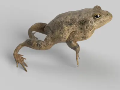 Animated Toad 3D model