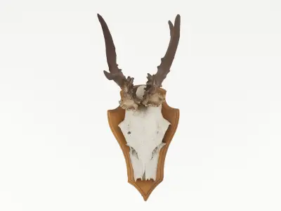 Deer Antler Collection 3D model
