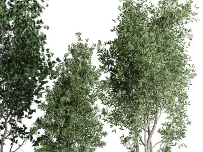 indoor plant set 380 tree bush concrete dirt vase Low-poly 3D model