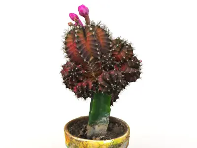 Little red cactus in a pod 3D model