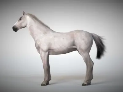 Rigged and Animated Stallion 3D model