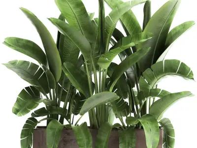 Banana palm in a flowerpot for the interior 922 3D model