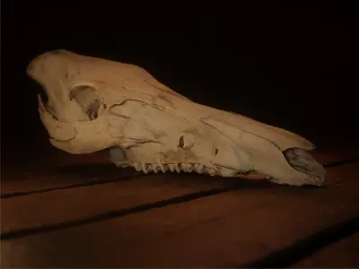 European Wild Boar Skull 3D Model - PBR 4K Textures Low-poly 3D model