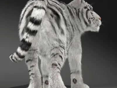 Rigged White Tiger v2 Low-poly 3D model
