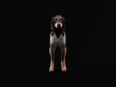 Grand Bleu De Gascogne Dog Low-poly 3D model