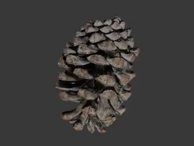 Pine Cone 3D Scan Low-poly 3D model