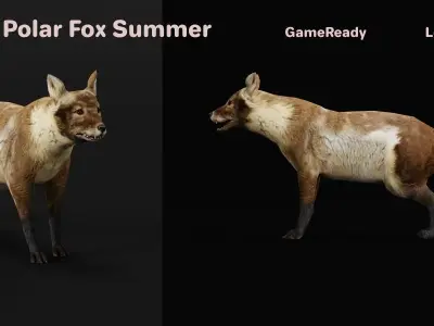 Arctic Polar Fox Summer Low-poly 3D model