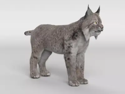 Lynx Cat 3D model
