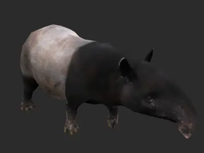 Animated Tapir Low-poly 3D model