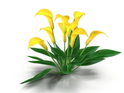 Calla Lily yellow 3D model