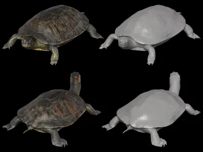 Asia Turtle Pack 3D model