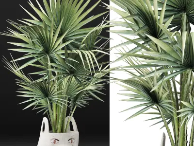 Plants Collection 139 Sabal Minor 3D model