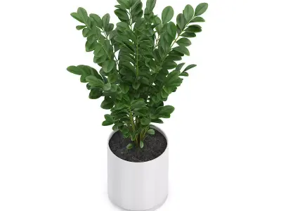 Plant in Round Pot 3D model