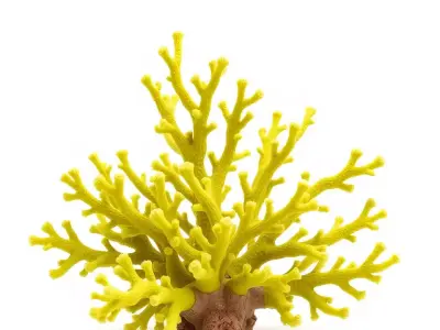Vibrant Yellow Coral model pack Low-poly 3D model
