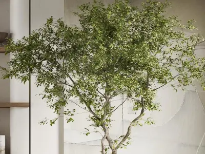 Potting decoration model monomer Plant 3D model