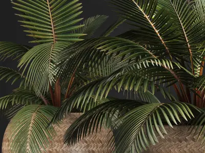Decorative palm tree in the basket 3D model