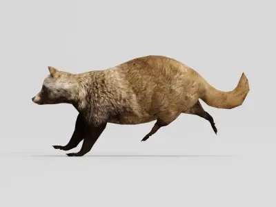 Common Raccoon Dog Animal Low-poly 3D model