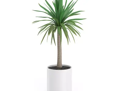 Palm Tree in Round Pot 1 3D model
