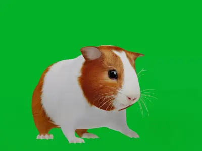 American Guinea Pig Low-poly 3D model