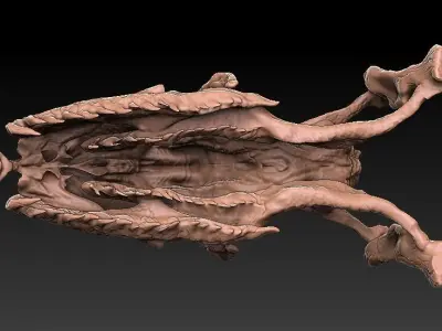 Titan Bowa Skull with jaw 3D model