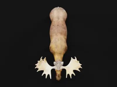 Eurasian Elk Moose Mammal Low-poly 3D model