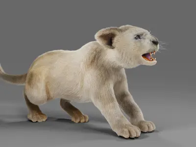 Fur White Lion Cub Rigged in Blender Low-poly 3D model