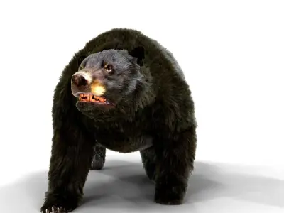 Fur Black Bear animated Low-poly 3D model