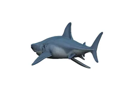 Shark Low-poly 3D model 47