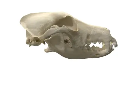 Skull - Dog Low-poly 3D model