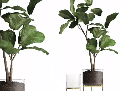 Ficus lyrata trees in a GLASS FLOWERPOT 959 3D model