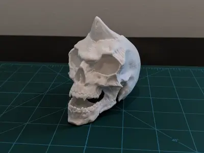 Skull 3D print model