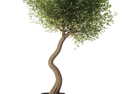 Pendolino Olive In Old Pot 3D model