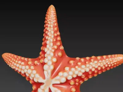 Starfish Realistic 3D Model Basic - Low Poly Realistic Low-poly 3D model