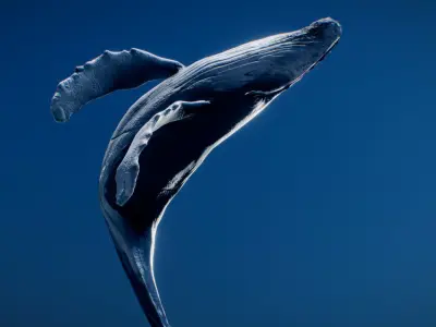  Humpback Whale 3D model