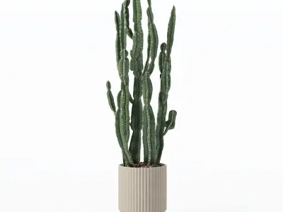 Euphorbia candelabrum cactus in modern flowerpot 3D model