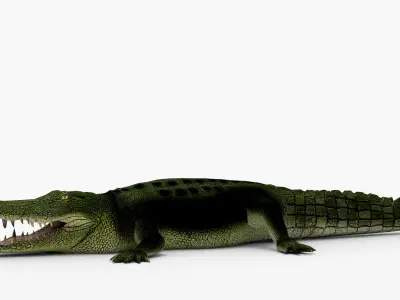Low Poly Crocodiles Pack 3D Model 3D model