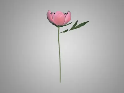 Peony 3D model