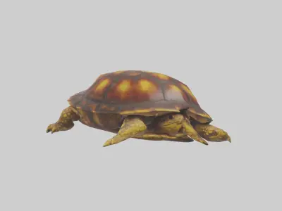 Ornate Box Turtle resting model 3D model
