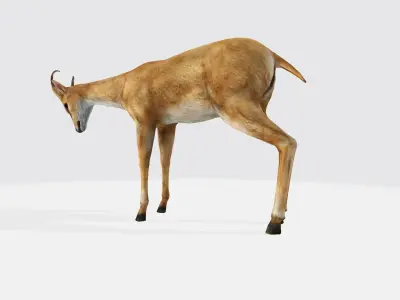 Deer 3d antelope 3D model