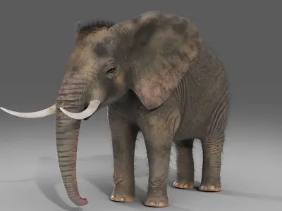 Fur Elephant NO Rigged in Blender  Zbrush Low-poly 3D model