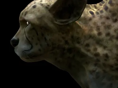 Cheetah Head 3D model