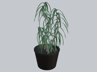 Vase with Plant - Dracena Low-poly 3D model