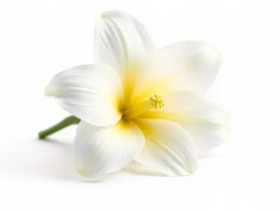 Freesia White Flower Realistic Texture model pack Low-poly 3D model