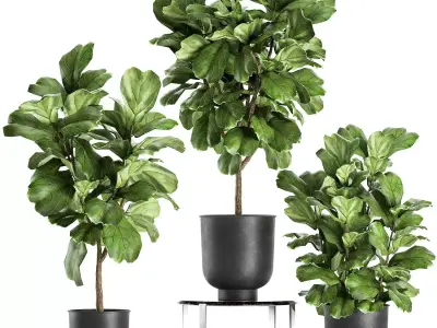 Ficus lyrata trees in a pot for the interior 854 3D model