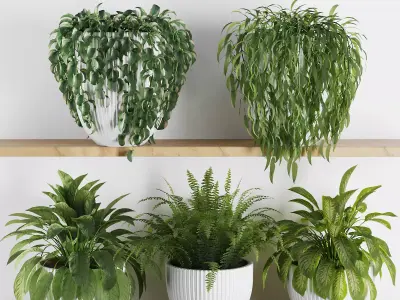 Plants on Shelf SetV3 3D model