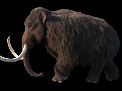 Woolly Mammoth - Mammuthus primigenius Anatomy Pack 3D model