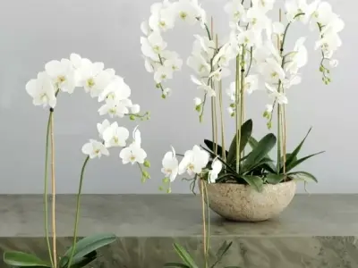  Phalaenopsis Flower 3D model